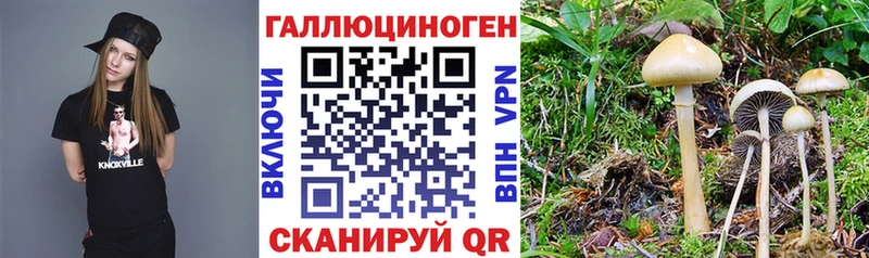 Псилоцибиновые грибы Psilocybe Любим